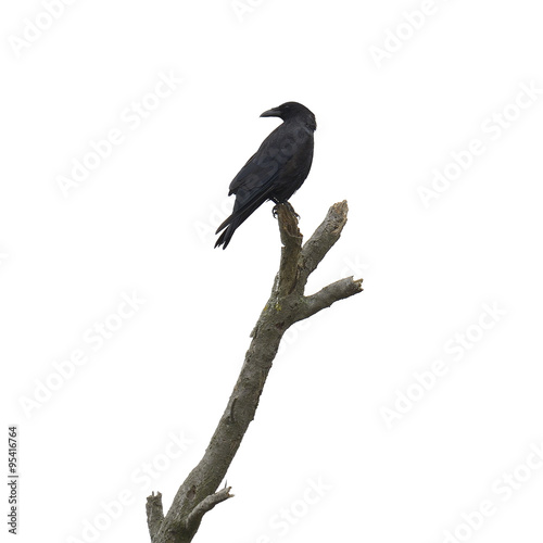 Dead tree with crow