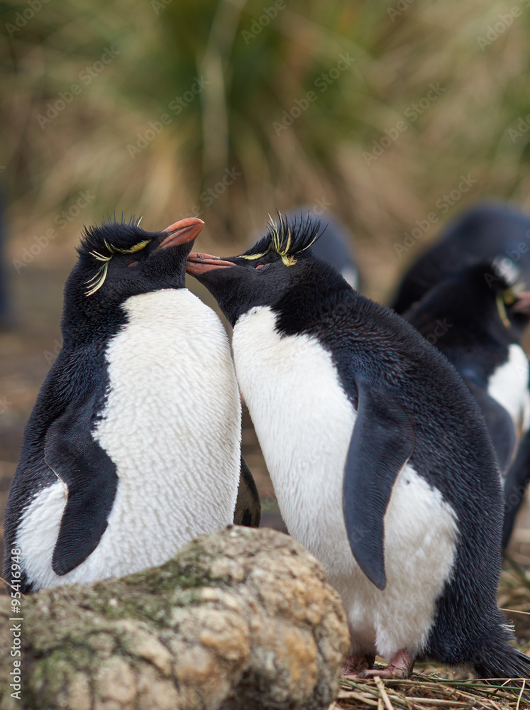 Obraz premium Rockhopper Penguins (Eudyptes chrysocome) courting on Bleaker Island in the Falkland Islands.