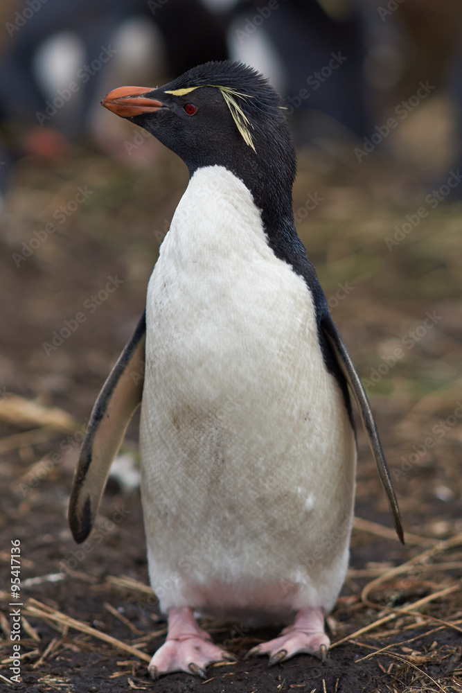 Fototapeta premium Rockhopper Penguin (Eudyptes chrysocome) on Bleaker Island in the Falkland Islands