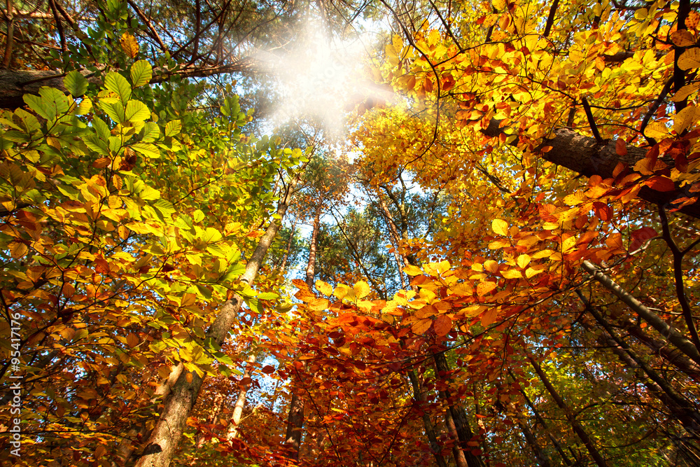 Obraz premium Sunrise in the colorful autumn forest among the trees