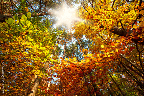 Sunrise in the colorful autumn forest among the trees