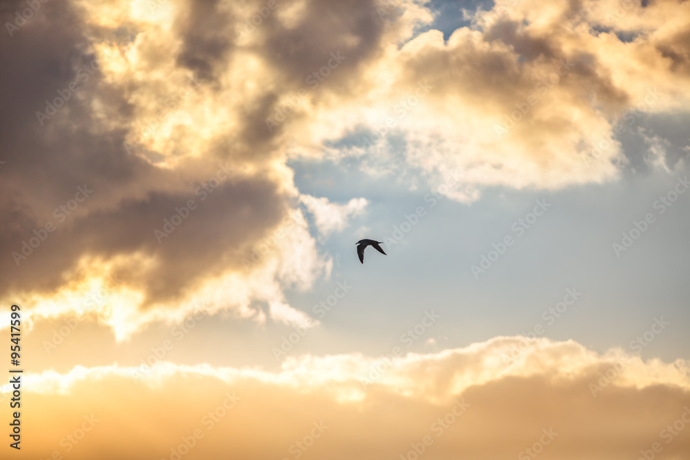 Fototapeta premium Early morning sunrise over the sea and a flying bird