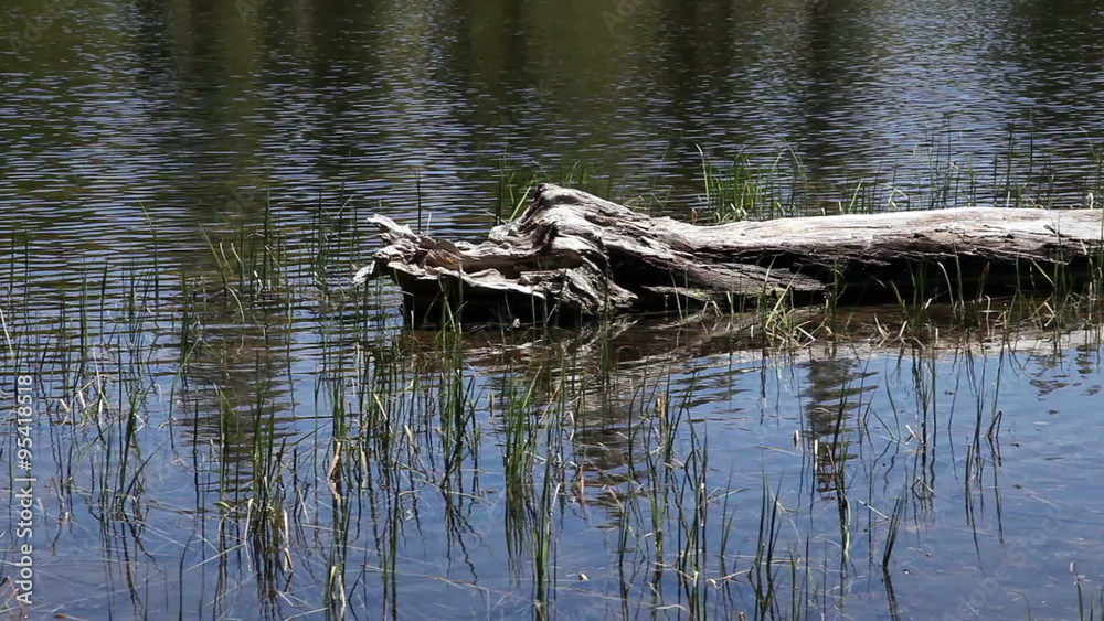 Small Ripples In Lake With Log And Reeds
Small Ripples In Lake With Log And Reeds