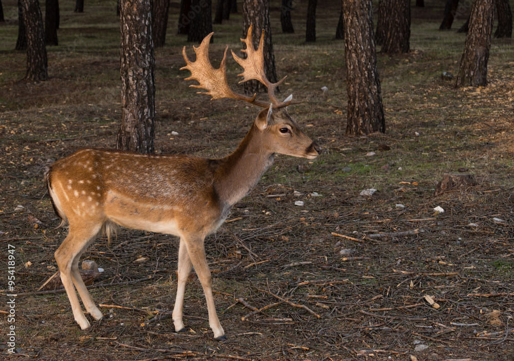 Obraz premium beautiful Fallow-Deer