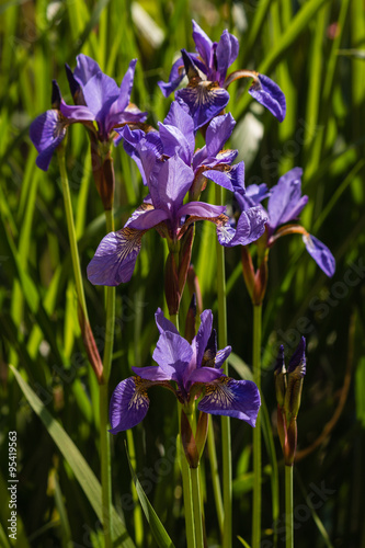 blue iris flowers in bloom