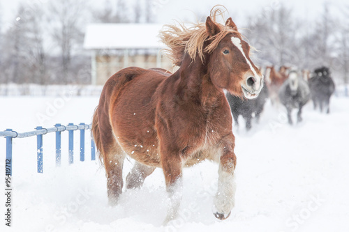 冬に走る馬