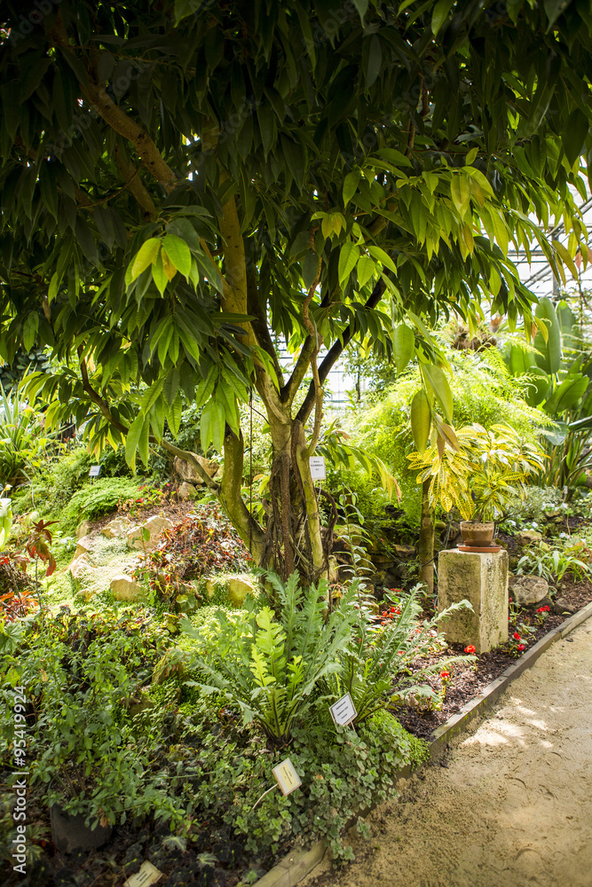 Obraz premium Ogród botaniczny