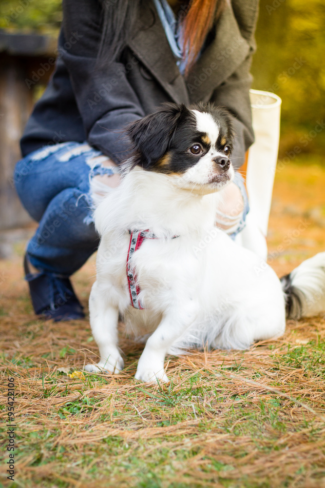 Cute dog in nature 