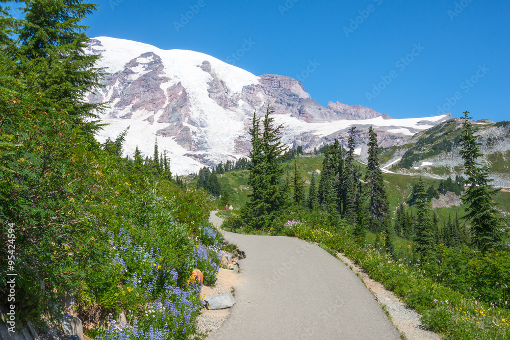 Mountain Hiking Trail Snowy Peak Wildflowers Evergreen Forest