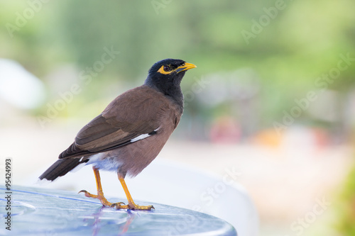 Bird standing on table, Mynah , Gracula religiosa bird