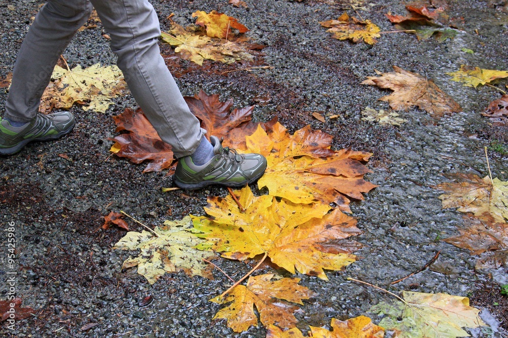 Fall Maple Leaf