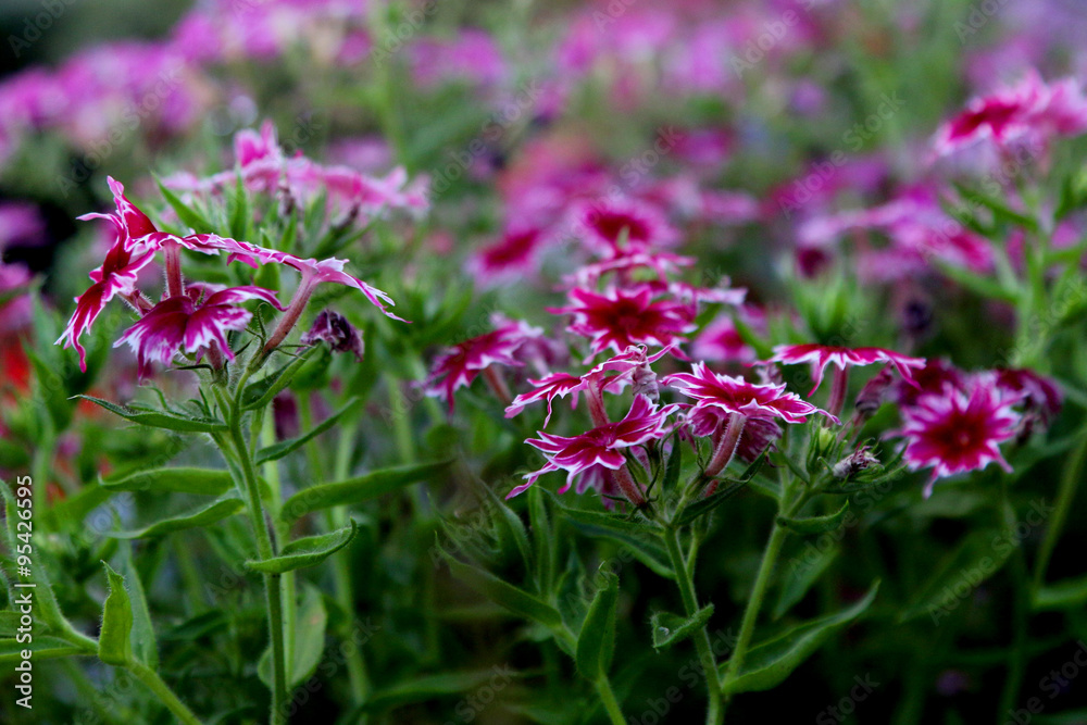 Fototapeta premium Annual Phlox