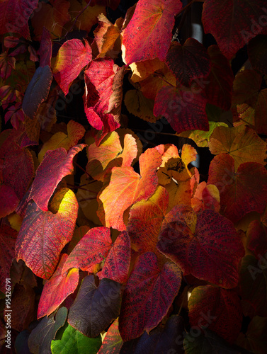 Sunnu Light Spot on Multi Colored Autumn Ivy Vine Leaves photo