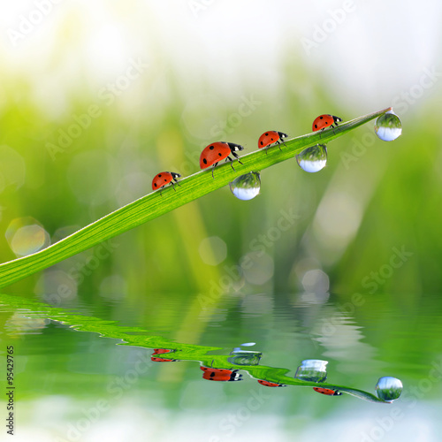 Fresh green grass with dew drops and ladybirds closeup