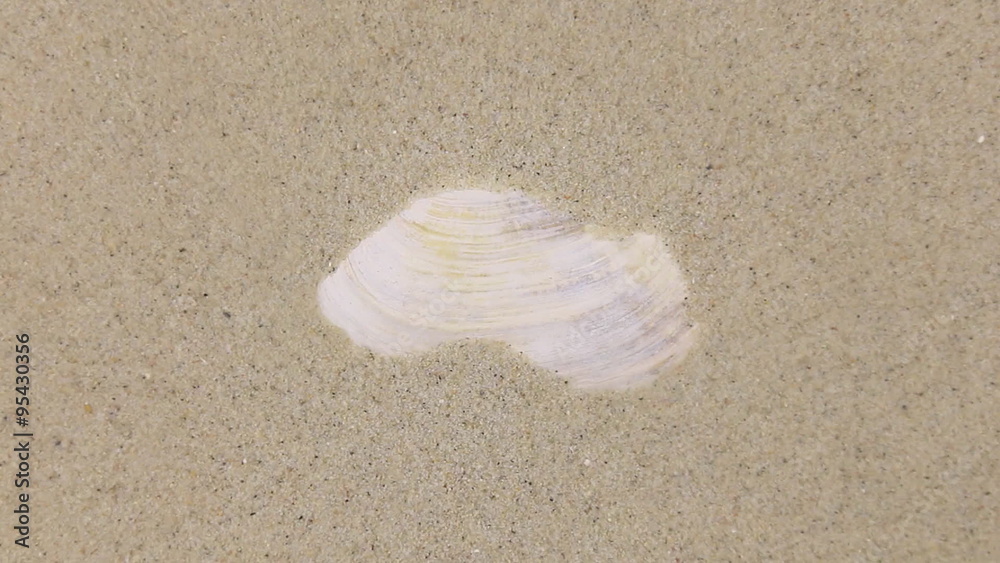 Wind blowing on the sand and opening white seashell Wind blowing on the sand and opening white seashell