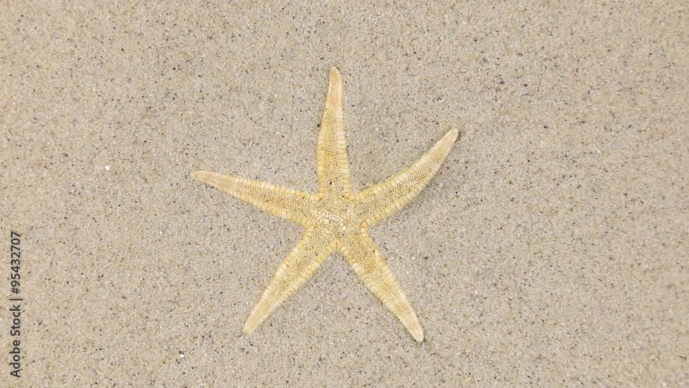 Wind blowing on the sand and opening yellow starfish Wind blowing on the sand and opening yellow starfish