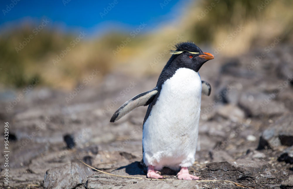 Fototapeta premium Rockhopper Penguin on rocks at colony, Bleaker Island, Falklands