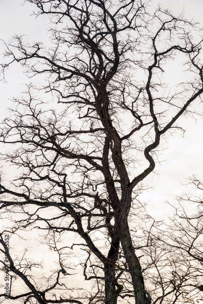 Tree silhouette in winter