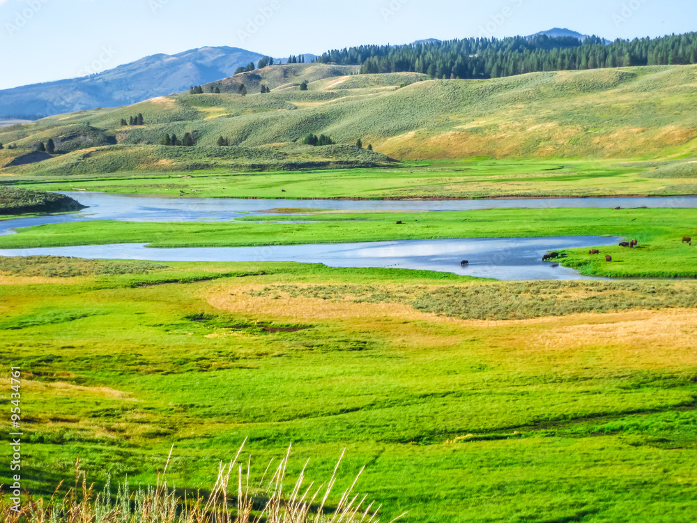 Yellowstone Hayden Valley 