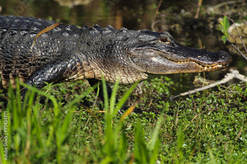 American alligator, full frame, walking to the water in the everglades of Florida. © duke2015