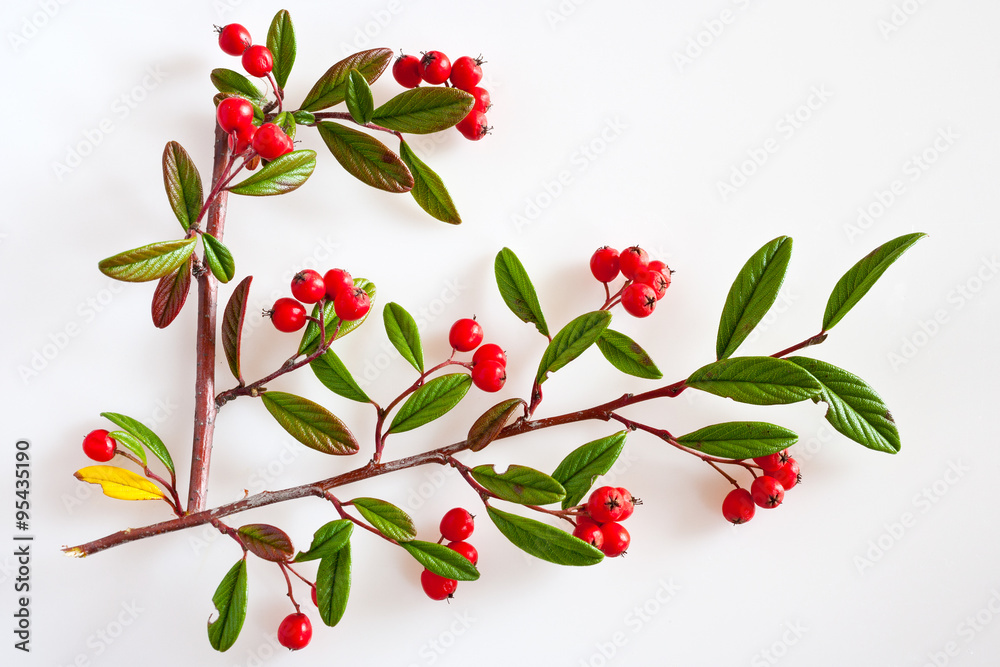 cotoneaster with ripe red berries / Cotoneaster lacteus cotoneaster with ripe red berries / Cotoneaster lacteus