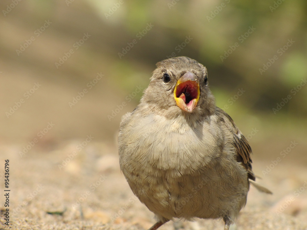 Obraz premium Воробей 