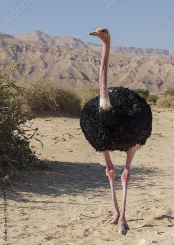 Male of African ostrich (Struthio camelus) in Hai Bar national reserve park, 35 km north of Eilat, Israel
