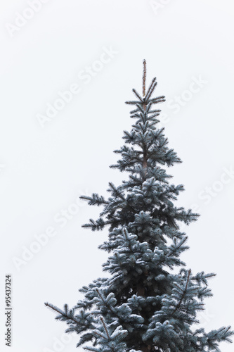 snowy spruce before the new year