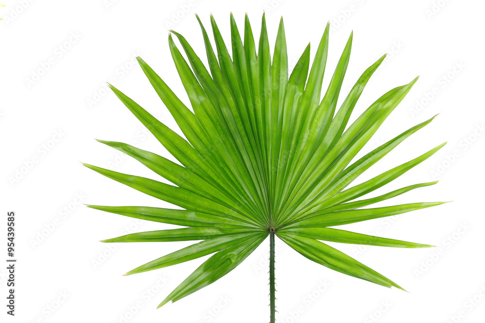 Naklejka premium Liść palmowy (palma Livistona Rotundifolia), na białym tle