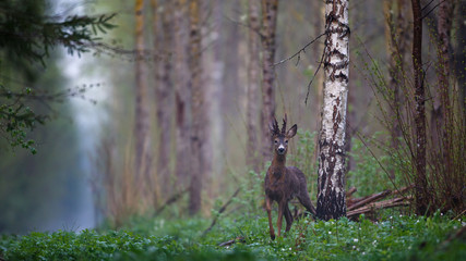 Fotobehang Ree Mannelijke ree in het bos  © indukas