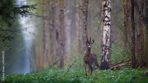 Fotografie Male roe deer in forest