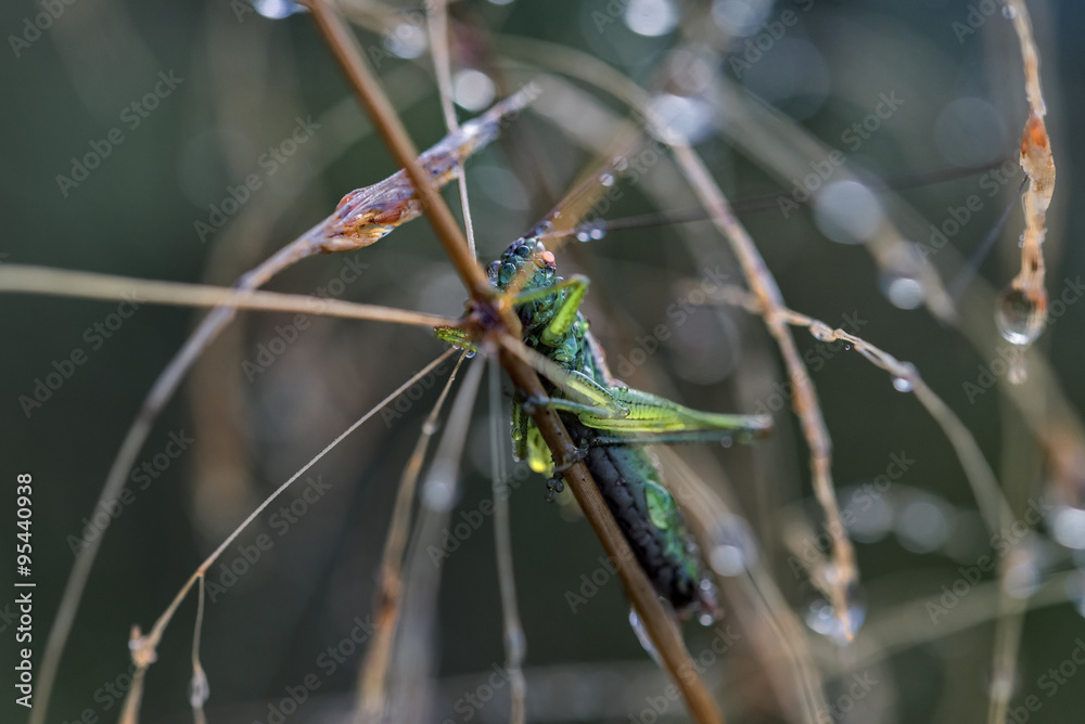 custom made wallpaper toronto digitalbeautiful morning dew attaches to the head of a small grasshopper (Chorthippus parallelus), EU