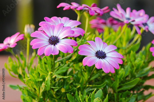 Fototapeta Naklejka Na Ścianę i Meble -  Closeup of Violet Cape daisy (Asteraceae Osteospermum) with purple center