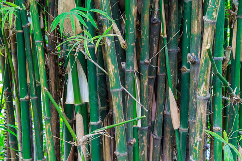 fresh green bamboo forest,Background