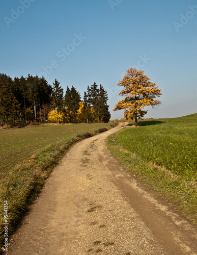 hiking trail with isolated colourful tree on Vogtland countryside near Plauen city 