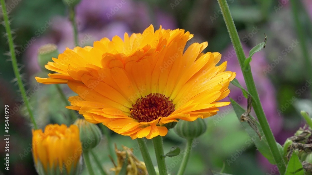 marigold in the nature marigold in the nature