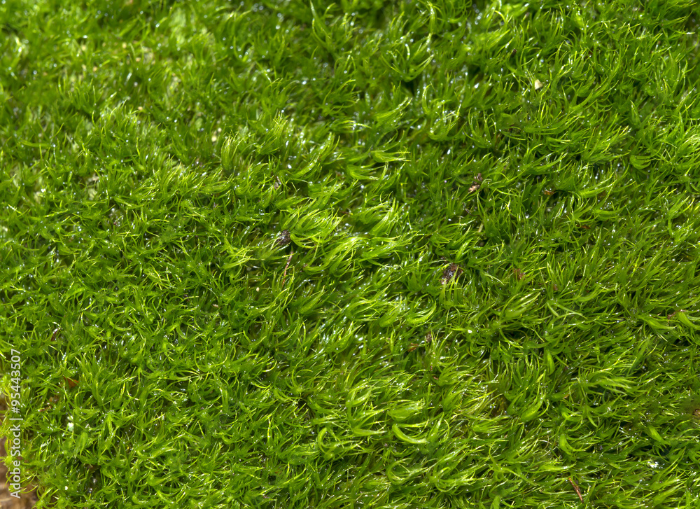 a green moss textured background a green moss textured background