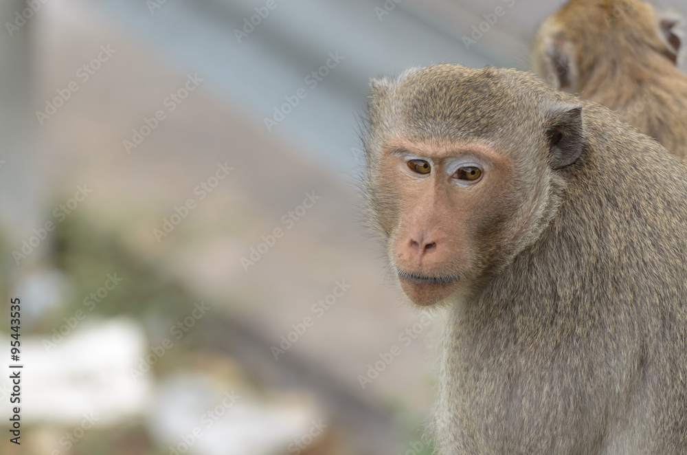 Portrait of a monkey in wildlife Portrait of a monkey in wildlife