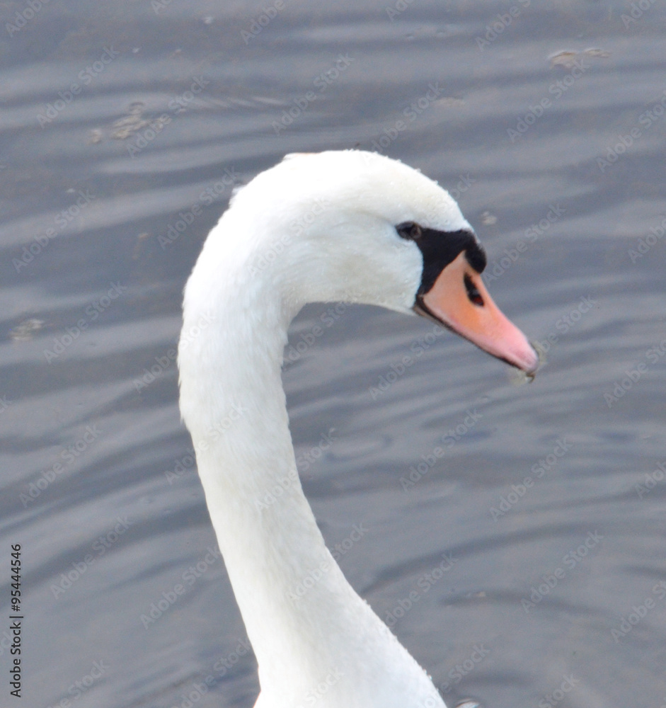 Naklejka premium Schwan am Altrhein_0189