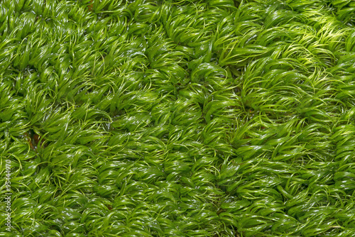 a green moss textured background photo