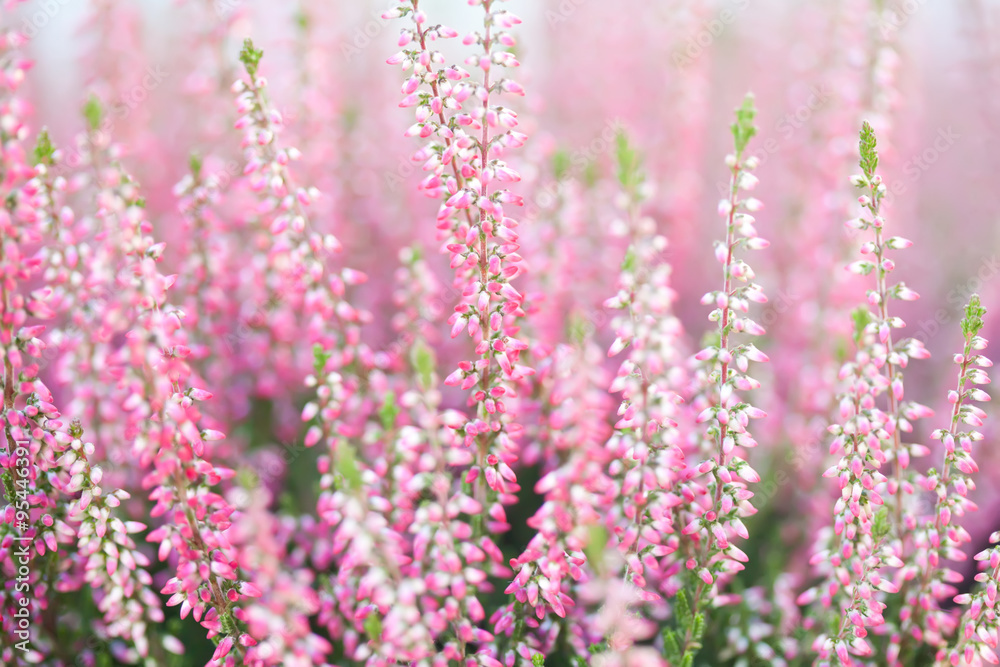 Obraz premium Field of heather flowers. Small violet, pink plants. Soft focus.