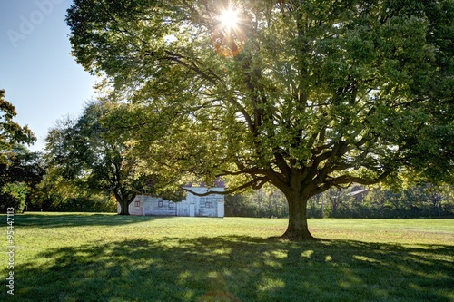 Large tree providing shade on sunny day