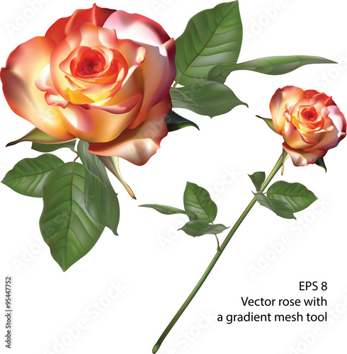 Vector rose with a gradient mesh tool