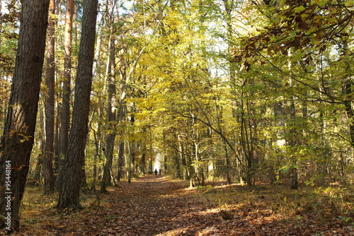 Waldweg im Herbst