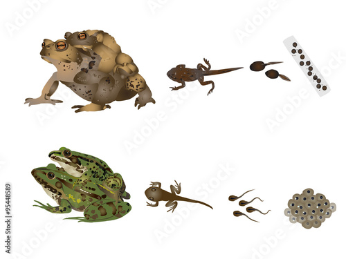 Life of frogs