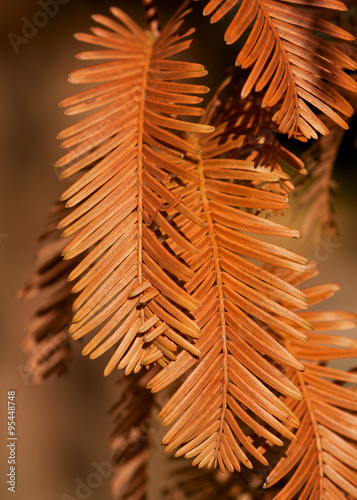 Autumn leaves of dawn redwood. (Metasequoia glyptostroboides) photo