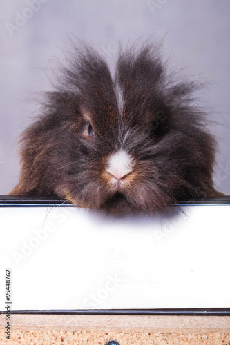 Furry lion head rabbit bunny sitting on a book photo