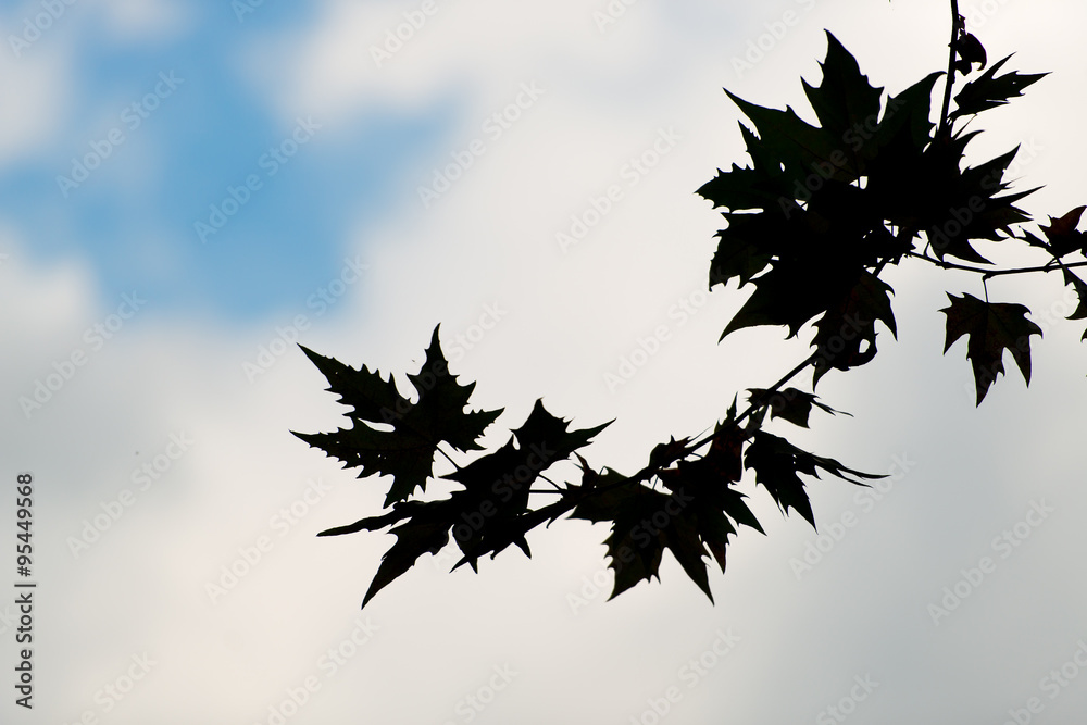 Leaves in silhouette Leaves in silhouette