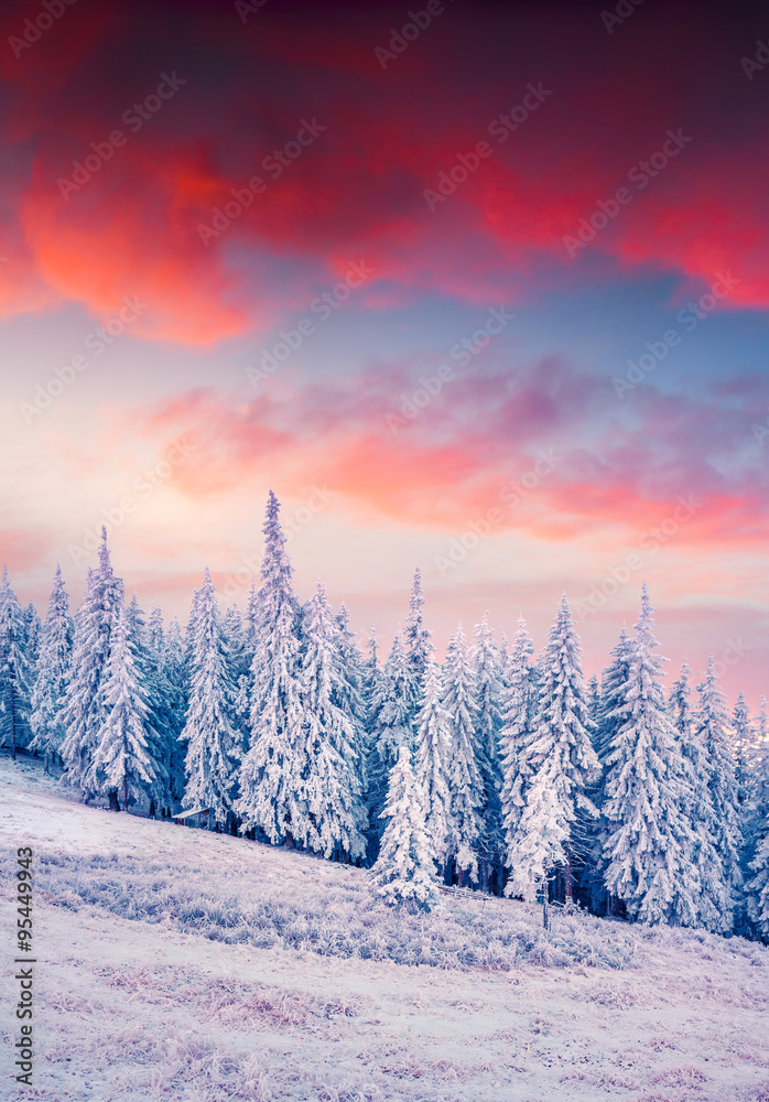 Obraz premium Colorful winter sunrise in the Carpathian mountain forest.