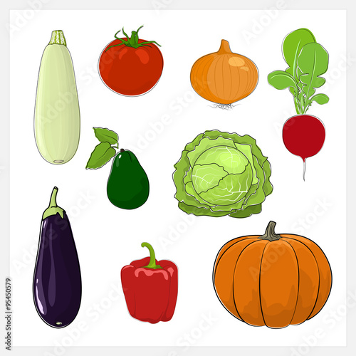 Set of Vegetable  Isolated on White Background, Edible Fruit, Eggplant, Sweet Pepper, Pumpkin, Radish,Cabbage , Tomatoes ,Zucchini  Courgette , Onion, Avocado, Vector Illustration